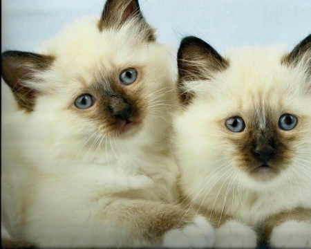 Himalayan kittens - paws, feline, himalayan, cute, kitten