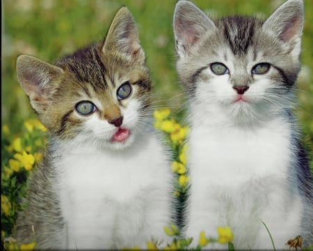 Kittens - feline, paws, cute, kitten