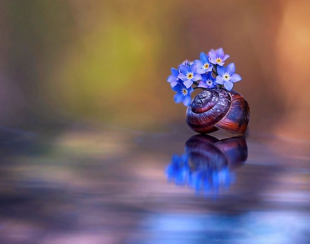 Together - blue, image, color, wallpaper, new, flower, expression