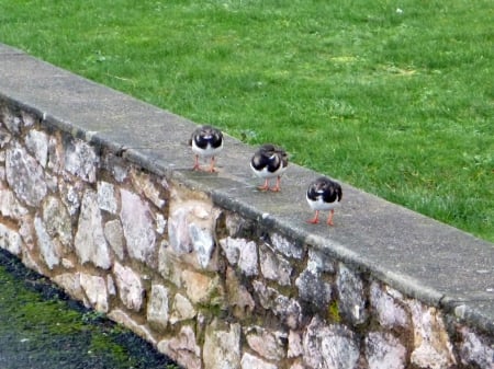 Turnstones at Torquay harbour. - waders, birds, nature, devon, torquay, turnstone