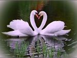 Romantic Swans