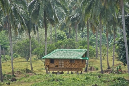 Hut - house, tree, hut, nature