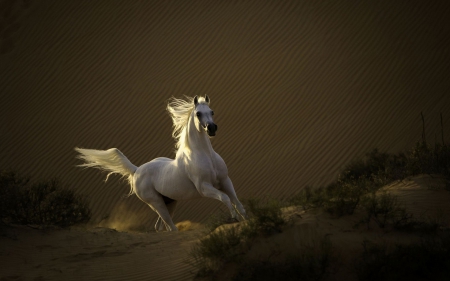 Stallion - sand, desert, horse, stallion