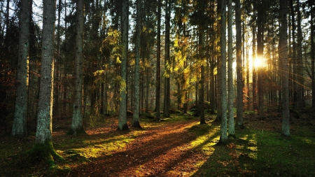 sunshine through forest trees - rays, sunshine, forest, shadows, path