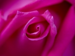 Pink rose