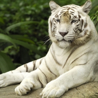 White Tiger