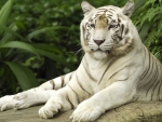 White Tiger