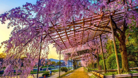 wonderful blooming tree on garden trellises hdr - garden, path, trellises, blooms, trees, hdr