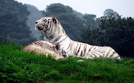 Tiger and Baby - cats, tigers, animals, wildlife