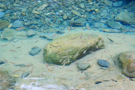 Fish~ - fish, clean, stone, river