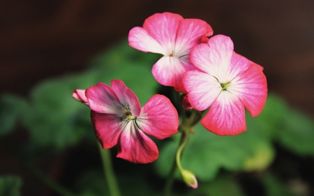 Flowers - beautiful, three, flower, pink