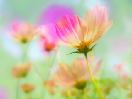 Macro Nature - flowers, nature, beautiful, soft, macro, colors, pastel