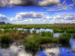 lovely clouds over a swamp hdr