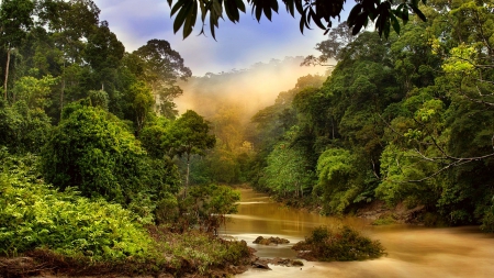 Jungle - nature, tree, jungle, river