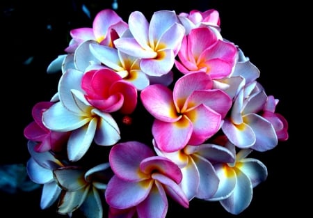 Plumeria for Dear Friend A-A - nature, a-a, flowers, plumeria, flower