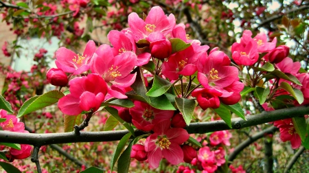 Spring - spring, flower, nature, pink