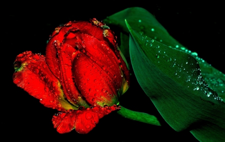 Tulip Rain - nature, tulip, flower, rain