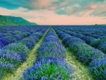 rows of blue lavenders