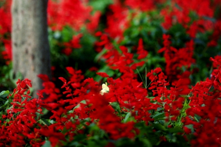 Fireweed - red, fireweed, plant, tree, flowers