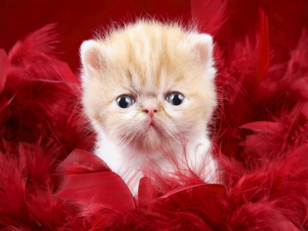 precious kitty - persian kitty, cats, animals, precious