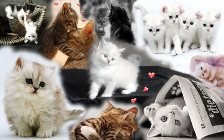 Cute kittens collage - collage, kittens, animals, cats, cute