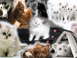 Cute kittens collage