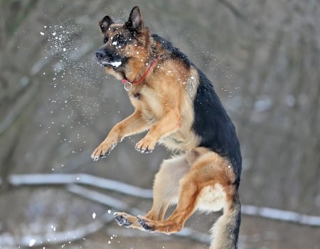 Jump in the snow - snow, Dog, jump, winter