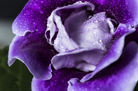 Sweet - flowers, violet, flower, purple