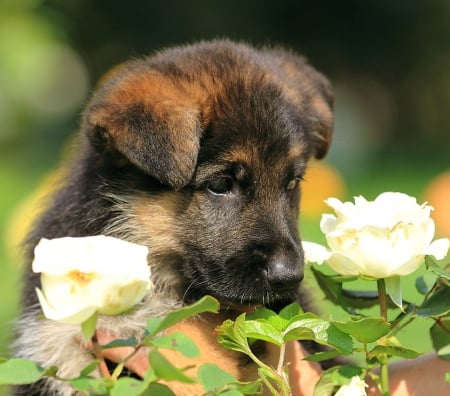 Do you want me ? - cute, puppy, roses, dog