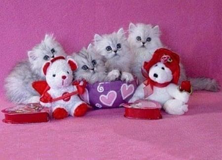 Valentine's Day Kittens