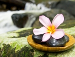 Plumeria on Rocks