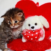 Valentine kitty