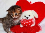 Valentine kitty