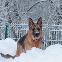GREAT BOY ON SNOW
