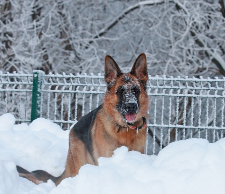 GREAT BOY ON SNOW - winter, great dog, dog, snow