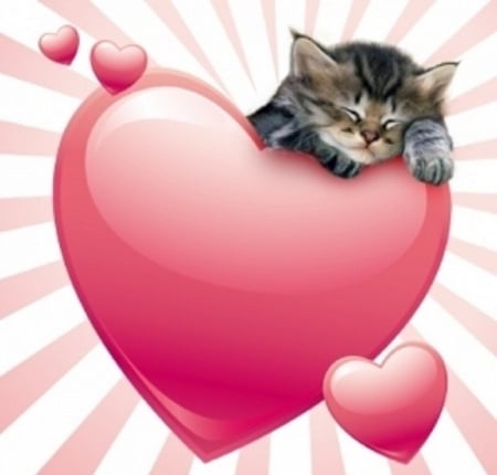 Cute Sleeping Valentine Kitty - cats, kitty, animals, valentine, cute, sleeping