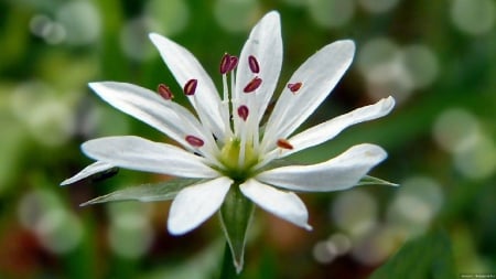 white blossom - white, beautiful, blossom, flower, spring