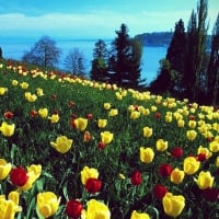 Field of tulips-Island of Mainau-Germany