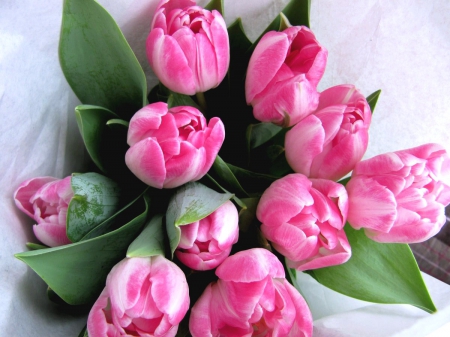 YOUR FAVORITE FLOWERS - tulips, for, you, pink