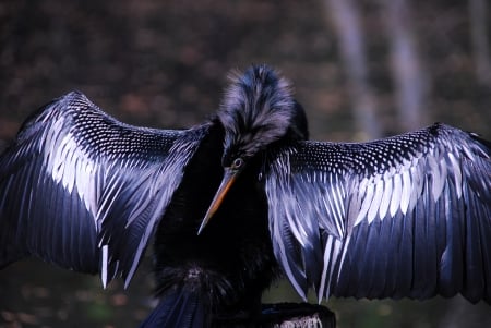 Anhinga, drying - wet, big, feathers, bird