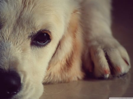 sadness - retriever, golden, looks, lies