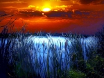 reed by a blue pond at sunset hdr