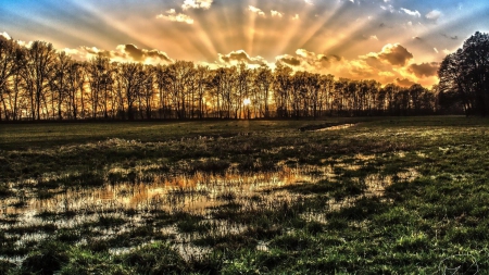 spectacular sunrise above wetlands hdr - trees, sunbeams, fields, hdr, sunrise, wetlands