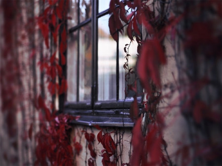 Beauty of Autumn - home, autumn leaves, window, reflection