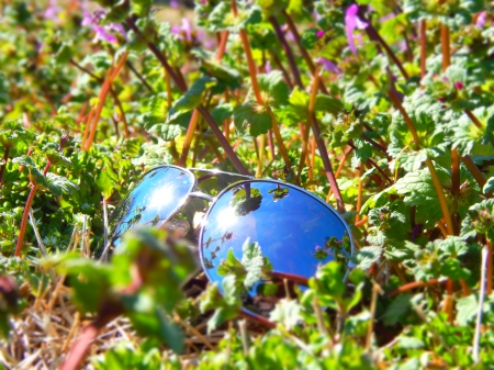 Sunglasses wallpaper HD - nature, wild, sunglasses, flowers, grass