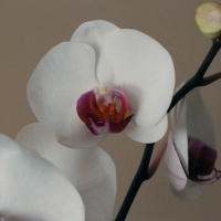 Orchid.