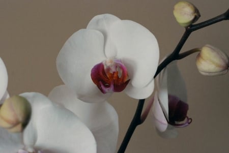 Orchid. - present, valentine, flowers, orchid