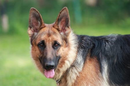 German shepherd - pretty, puppys, beautiful, dog, lovely, sweet, animal, dogs, cute, puppy, animals