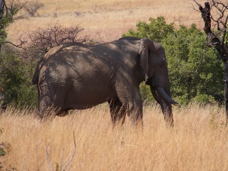 PILANDSBERG 2010-08-31 - PILANDSBERG, NATURE, BIG 5, SOUTH AFRICA