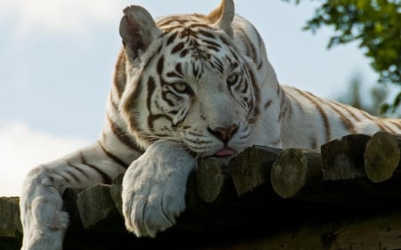 Resting - wildlife, animals, cats, tigers